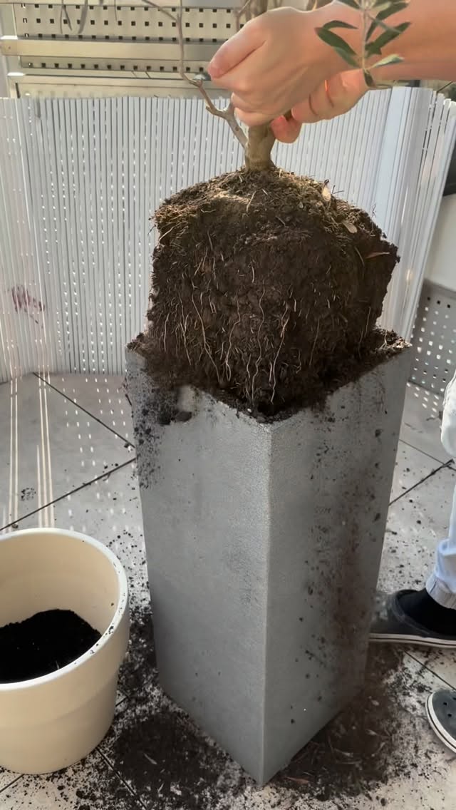 Wer ist noch wach? 🙋‍♀️
Alle schlafen und mein Hirn 🧠 so: „Balkon Upgrade. Balkon Upgrade. Balkon Upgrade.“ 🫒🪴

Falls du auch diese „ich lieg im Bett, aber plane schon Terracotta vs. Balkonbox“-Phase hast – hier ist mein 3-Schritte Anti-Overthinking Reset, der mich wirklich runterholt:
	1.	Gedanken-Parkplatz: Ich schreib ALLES in eine Liste (Gehirn hört auf, es mir dauernd zu schicken.)
	2.	Nur 1 Entscheidung pro Tag: nicht „ganzer Balkon“, sondern z.B. nur Topf + Erde fixieren. Der Rest darf warten.Wobei warten tbh auch schwierig ist 😂
	3.	90-Sekunden Regel: Wenn ich’s in 90 Sek. nicht lösen kann, ist es kein Nacht-Problem sondern ein Morgen-Problem. 😄

Morgen geht’s weiter mit Mediterran auf 7m² – TEIL3 Lavendel aka. Anti -Mücken Vibes
Und jetzt sag bitte: Team „nachts planen“ oder Team „schlaf wie ein Stein“? 👇🌙