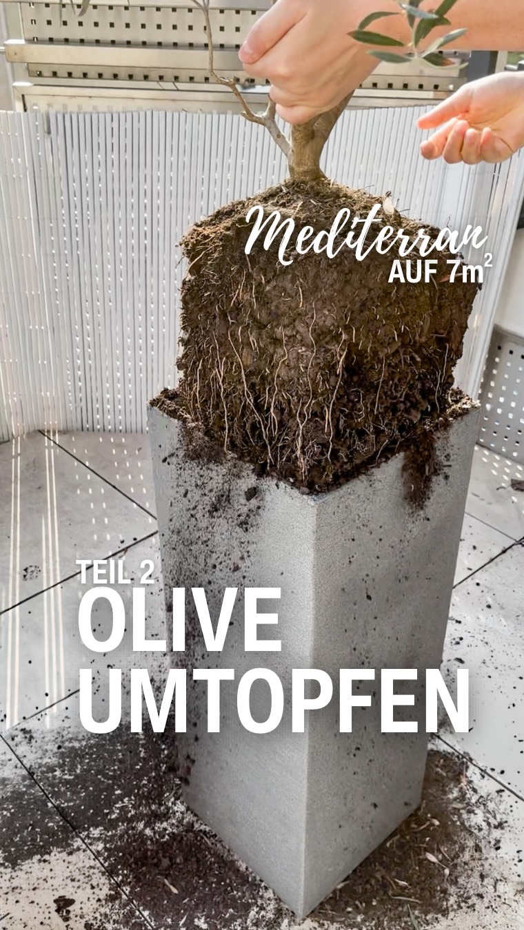 Mediterran auf 7m² | Teil 2
UMTOPFEN. 🫒🪴
Ich war am Wochenende viel zu motiviert für eine Person, die eigentlich nur „kurz“ am Balkon was machen wollte. 😅
Aber ich war auch ein bissi confident, weil… ich hab das letztes Jahr schon mal gemacht mit dem Umtopfen und der Olivenbaum lebt einfach immer noch. Also. Experience. 🤝

Meine „läuft bei mir“-Routine:
✅ Drainage unten rein (aka Tonscherben Smash)
✅ nicht tiefer setzen als vorher
✅ Wurzeln nur leicht lösen
✅ einmal angießen & dann in Ruhe lassen (der schwierigste Part)

Und dieser Moment, wenn der Wurzelballen rausploppt?
90% stolz, 10% satisfying 😅

Teil 3 kommt: Lavendel einsetzen = Anti-Mücken Vibes 💜
Team Terracotta oder Team „Hauptsache stabil“? 👇