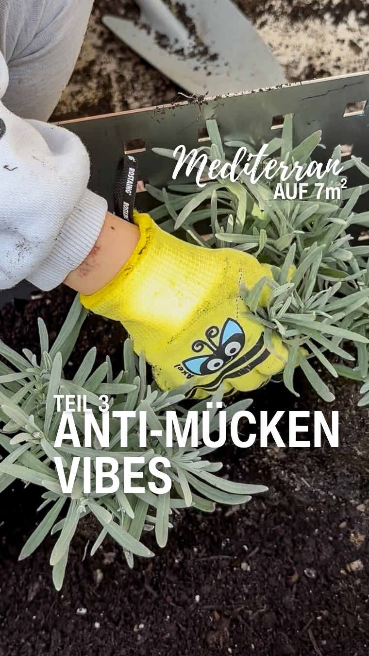 Mediterran auf 7m² | Teil 3
ANTI-MÜCKEN VIBES. 💜🪴
Confession: Mein Lavendel hat letztes Jahr nicht überlebt. 🫠
Ich fürchte, ich hab mir letztes Jahr ziemlich sicher Staunässe angezüchtet - sorry und RIP 🪦 

Was ich diesmal anders gemacht hab, damit er nicht wieder „nasse Füße“ bekommt:
✅ Abfluss-Check: erst schauen, ob die Löcher wirklich frei sind
✅ Erde nicht festpressen wie Beton – Lavendel will’s locker & luftig
✅ Gießen = einmal ankommen lassen und dann erst wieder, wenn’s oben wirklich trocken ist

Jetzt riecht’s nach Urlaub und ich hoffe, er bleibt diesmal bei mir. 😅💜 #fingerscrossed🤞 
Teil 4: Experiment: Zitrone 🍋

Sag mal: Wer hat auch schon mal Lavendel gekillt? Bitte sag  ja, damit ich mich weniger allein fühl. 😄👇 #momblogger_at